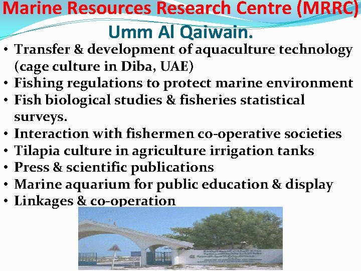 Marine Resources Research Centre (MRRC) Umm Al Qaiwain. • Transfer & development of aquaculture