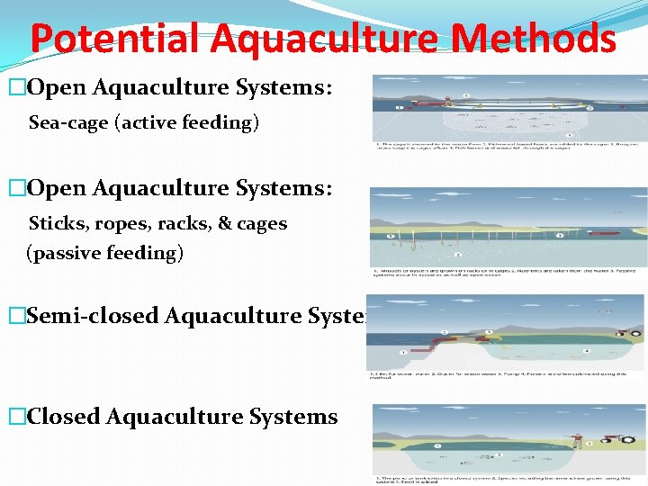 Potential Aquaculture Methods �Open Aquaculture Systems: Sea-cage (active feeding) �Open Aquaculture Systems: Sticks, ropes,