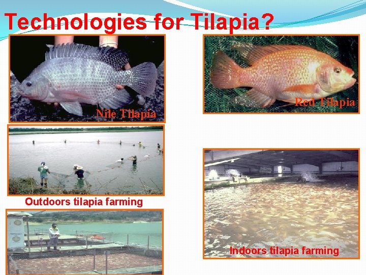 Technologies for Tilapia? Nile Tilapia Red Tilapia Outdoors tilapia farming Indoors tilapia farming 