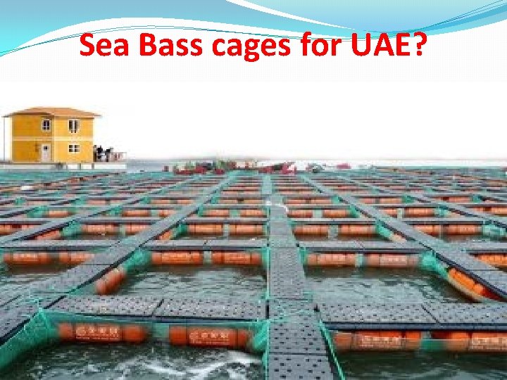 Sea Bass cages for UAE? 