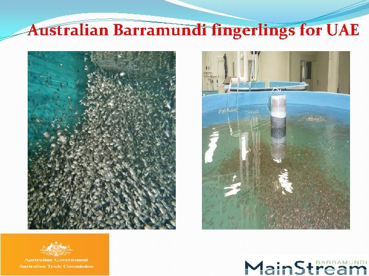 Australian Barramundi fingerlings for UAE 