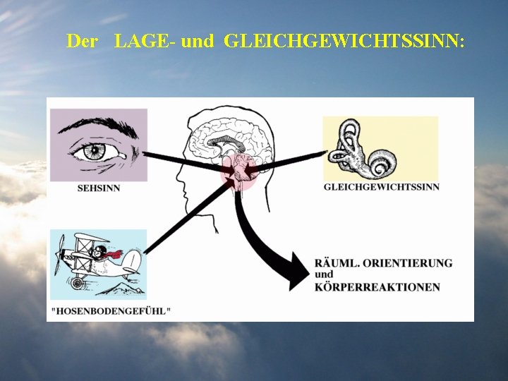 Der LAGE- und GLEICHGEWICHTSSINN: 