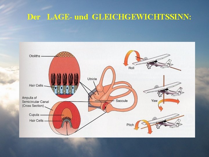 Der LAGE- und GLEICHGEWICHTSSINN: 