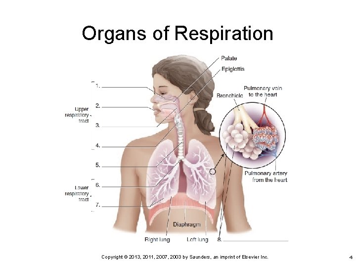 Organs of Respiration Copyright © 2013, 2011, 2007, 2003 by Saunders, an imprint of
