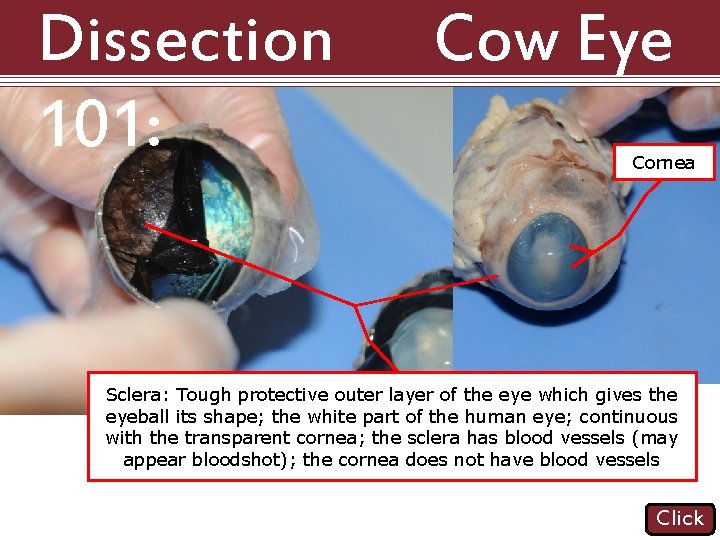 Dissection 101: Cow Eye Cornea Sclera: Tough protective outer layer of the eye which