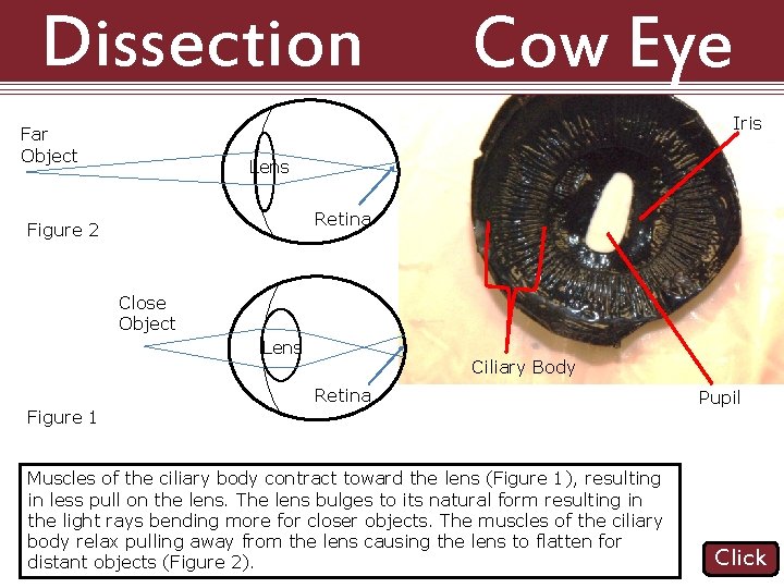 Dissection 101: Far Object Cow Eye Iris Lens Retina Figure 2 Close Object Lens