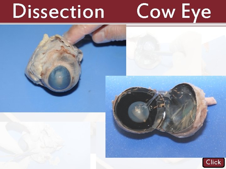 Dissection 101: Cow Eye Click 