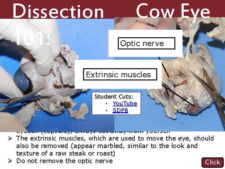 Dissection 101: Cow Eye Getting Started Optic nerve Extrinsic muscles Student Cuts: • You.