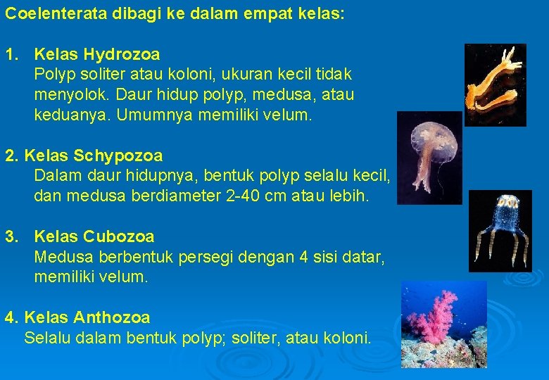 Coelenterata dibagi ke dalam empat kelas: 1. Kelas Hydrozoa Polyp soliter atau koloni, ukuran