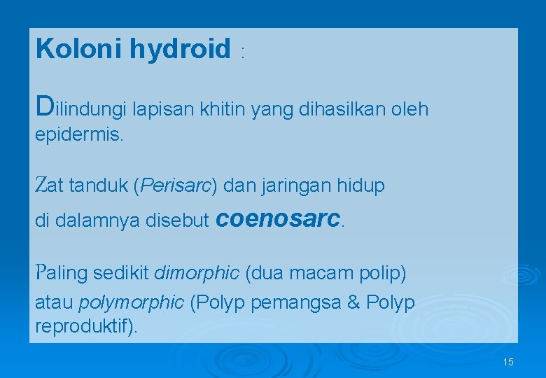 Koloni hydroid : Dilindungi lapisan khitin yang dihasilkan oleh epidermis. Zat tanduk (Perisarc) dan