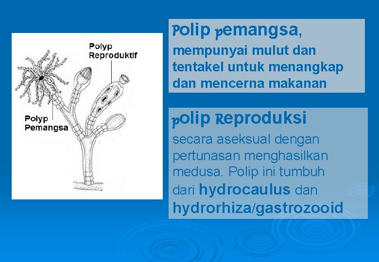 Polip pemangsa, mempunyai mulut dan tentakel untuk menangkap dan mencerna makanan polip Reproduksi secara