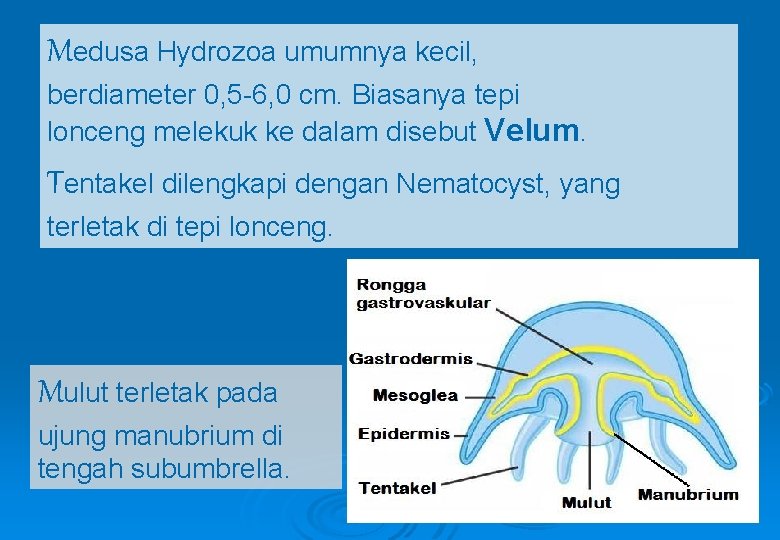 Medusa Hydrozoa umumnya kecil, berdiameter 0, 5 -6, 0 cm. Biasanya tepi lonceng melekuk
