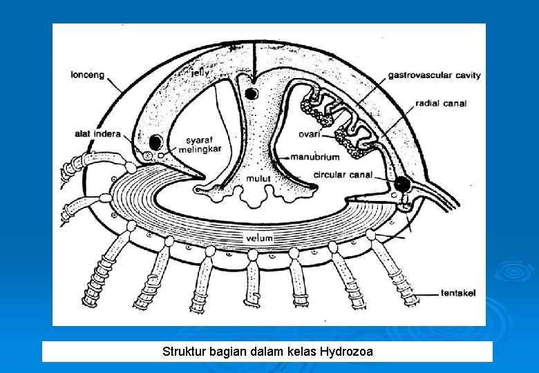 Struktur bagian dalam kelas Hydrozoa 