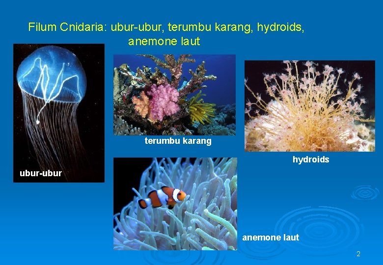 Filum Cnidaria: ubur-ubur, terumbu karang, hydroids, anemone laut terumbu karang hydroids ubur-ubur anemone laut