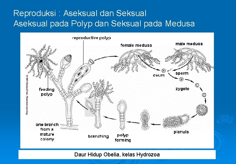 Reproduksi : Aseksual dan Seksual Aseksual pada Polyp dan Seksual pada Medusa Daur Hidup