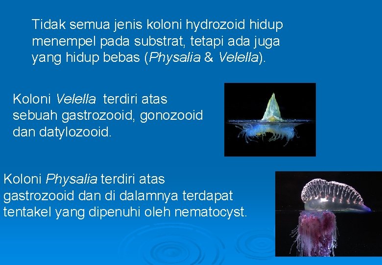Tidak semua jenis koloni hydrozoid hidup menempel pada substrat, tetapi ada juga yang hidup
