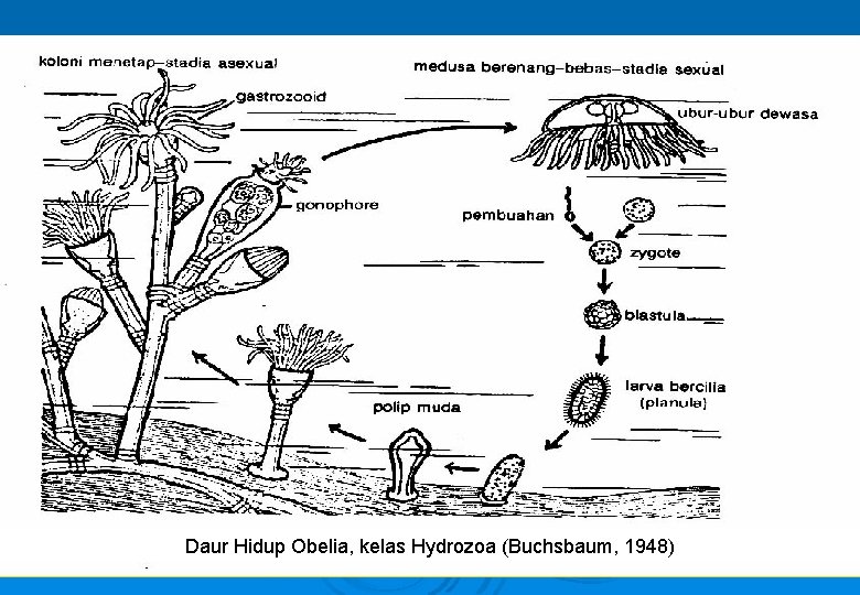 Daur Hidup Obelia, kelas Hydrozoa (Buchsbaum, 1948) 24 