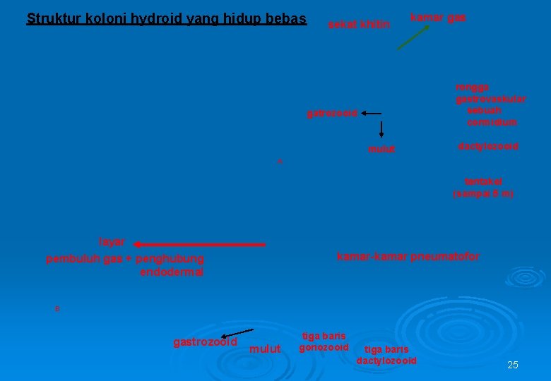 Struktur koloni hydroid yang hidup bebas sekat khitin kamar gas rongga gastrovaskular sebuah cormidium