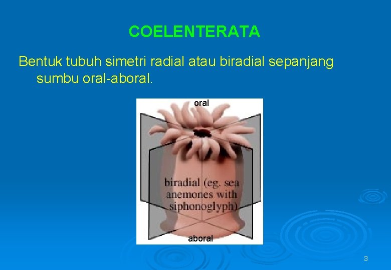 COELENTERATA Bentuk tubuh simetri radial atau biradial sepanjang sumbu oral-aboral 3 