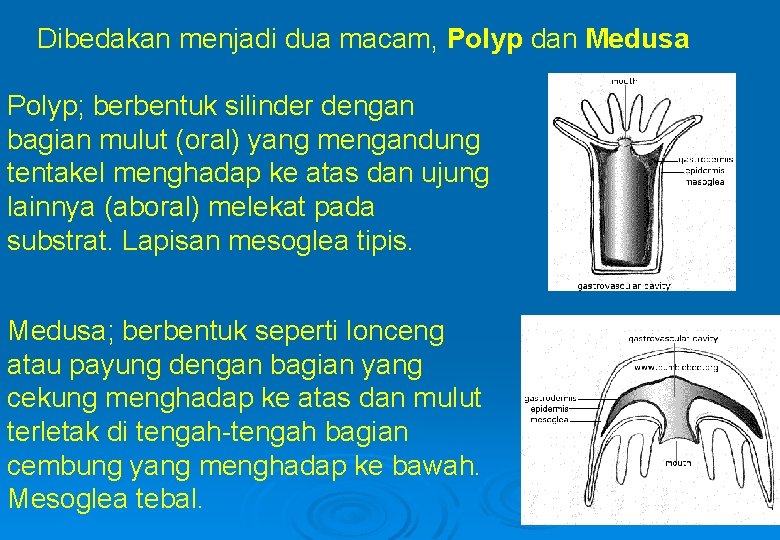 Dibedakan menjadi dua macam, Polyp dan Medusa Polyp; berbentuk silinder dengan bagian mulut (oral)