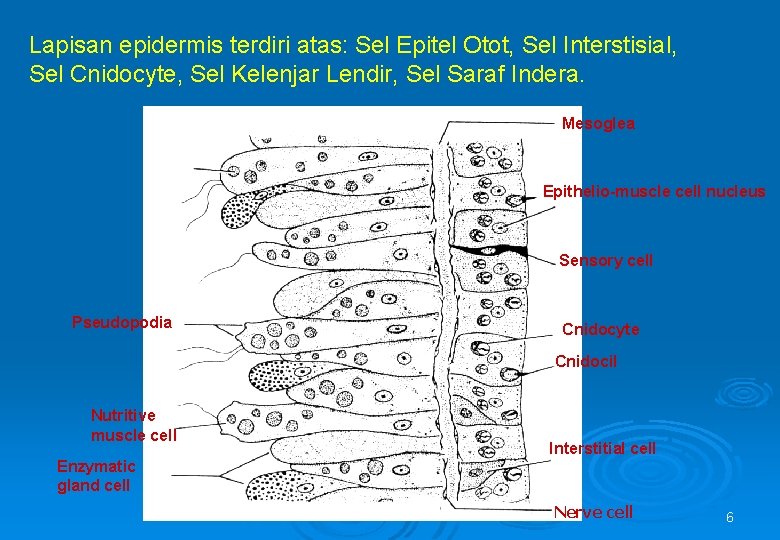 Lapisan epidermis terdiri atas: Sel Epitel Otot, Sel Interstisial, Sel Cnidocyte, Sel Kelenjar Lendir,