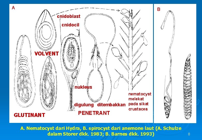A B cnidoblast cnidocil VOLVENT nukleus nematocyst melekat digulung ditembakkan pada sikat crustacea GLUTINANT