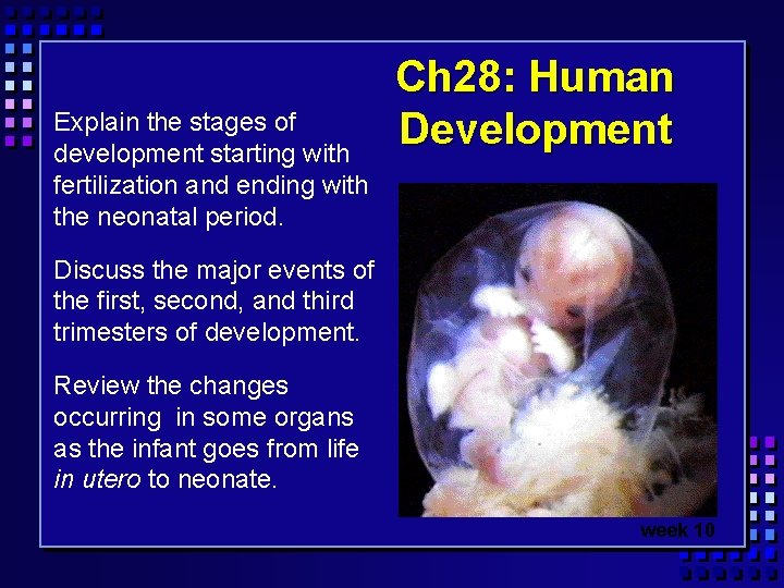 Explain the stages of development starting with fertilization and ending with the neonatal period.