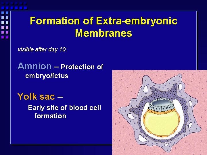 Formation of Extra-embryonic Membranes visible after day 10: Amnion – Protection of embryo/fetus Yolk