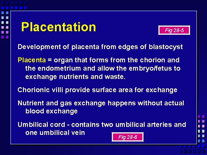 Placentation Fig 28 -5 Development of placenta from edges of blastocyst Placenta = organ