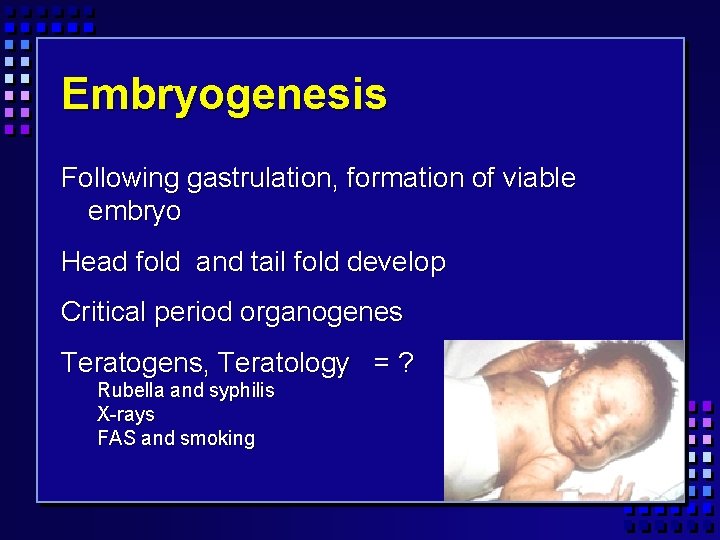 Embryogenesis Following gastrulation, formation of viable embryo Head fold and tail fold develop Critical