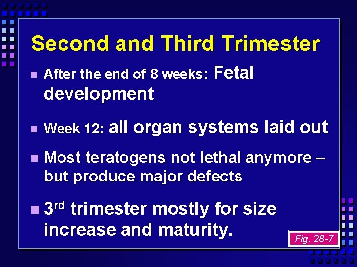 Second and Third Trimester After the end of 8 weeks: Fetal development all organ