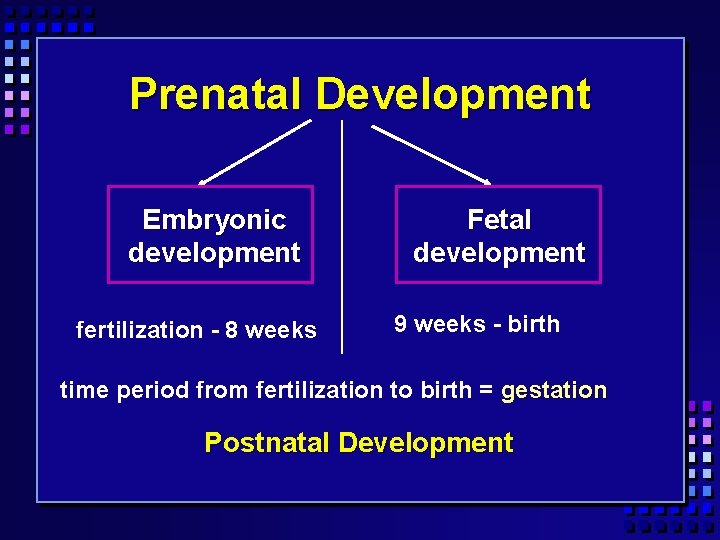 Prenatal Development Embryonic development fertilization - 8 weeks Fetal development 9 weeks - birth