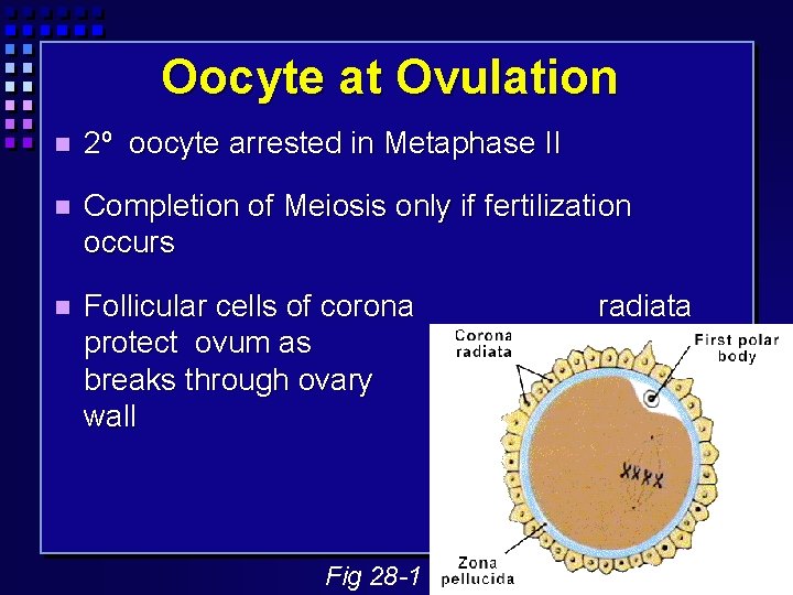 Oocyte at Ovulation 2º oocyte arrested in Metaphase II Completion of Meiosis only if