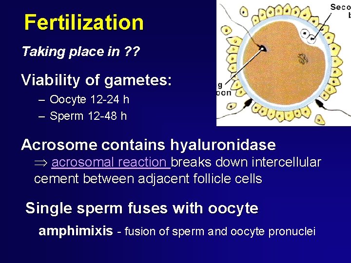 Fertilization Taking place in ? ? Viability of gametes: – Oocyte 12 -24 h