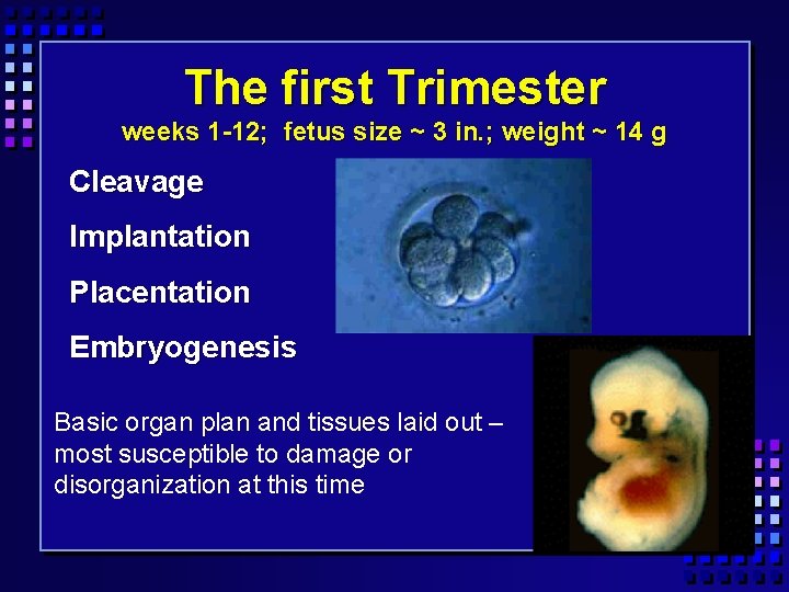 The first Trimester weeks 1 -12; fetus size ~ 3 in. ; weight ~