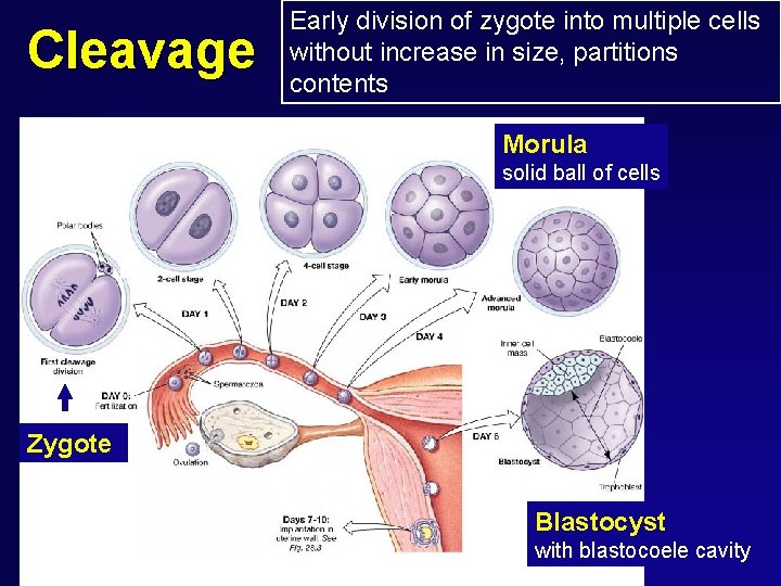 Cleavage Early division of zygote into multiple cells without increase in size, partitions contents