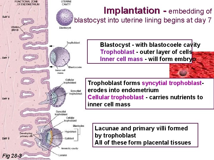 Implantation - embedding of blastocyst into uterine lining begins at day 7 Blastocyst -