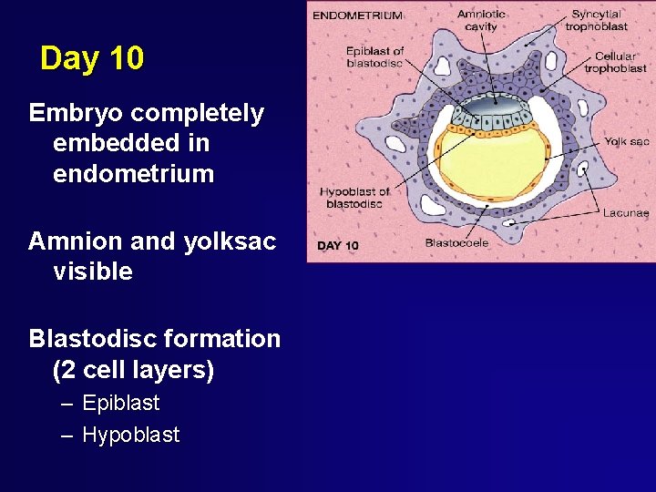 Day 10 Embryo completely embedded in endometrium Amnion and yolksac visible Blastodisc formation (2