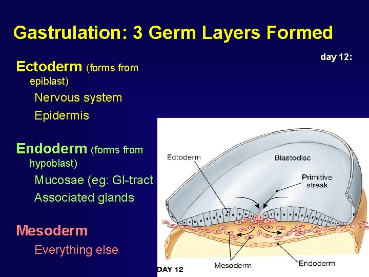 Gastrulation: 3 Germ Layers Formed Ectoderm (forms from epiblast) Nervous system Epidermis Endoderm (forms