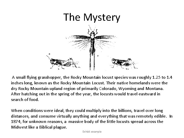 The Mystery A small flying grasshopper, the Rocky Mountain locust species was roughly 1.
