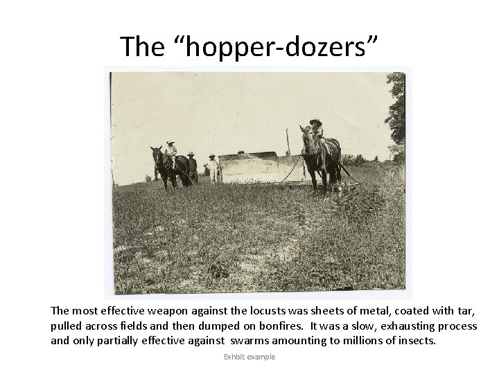 The “hopper-dozers” The most effective weapon against the locusts was sheets of metal, coated