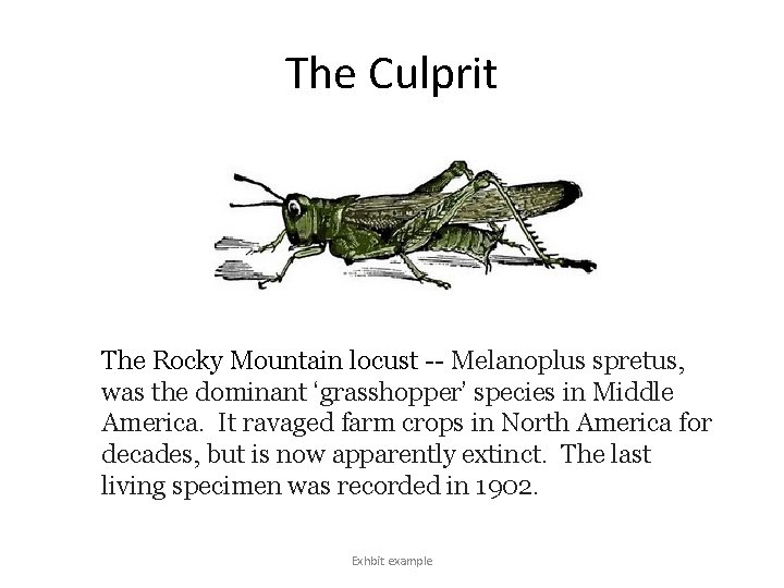 The Culprit The Rocky Mountain locust -- Melanoplus spretus, was the dominant ‘grasshopper’ species