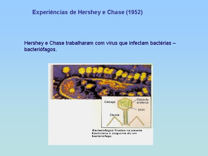 Experiências de Hershey e Chase (1952) Hershey e Chase trabalharam com vírus que infectam