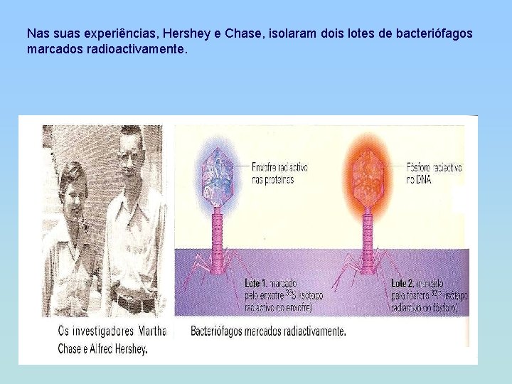 Nas suas experiências, Hershey e Chase, isolaram dois lotes de bacteriófagos marcados radioactivamente. 