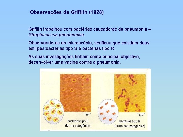 Observações de Griffith (1928) Griffith trabalhou com bactérias causadoras de pneumonia – Streptococcus pneumoniae.