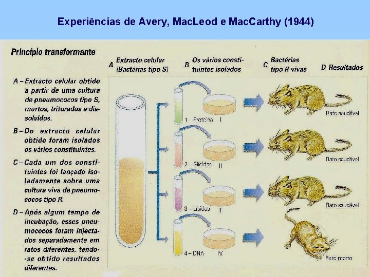 Experiências de Avery, Mac. Leod e Mac. Carthy (1944) 