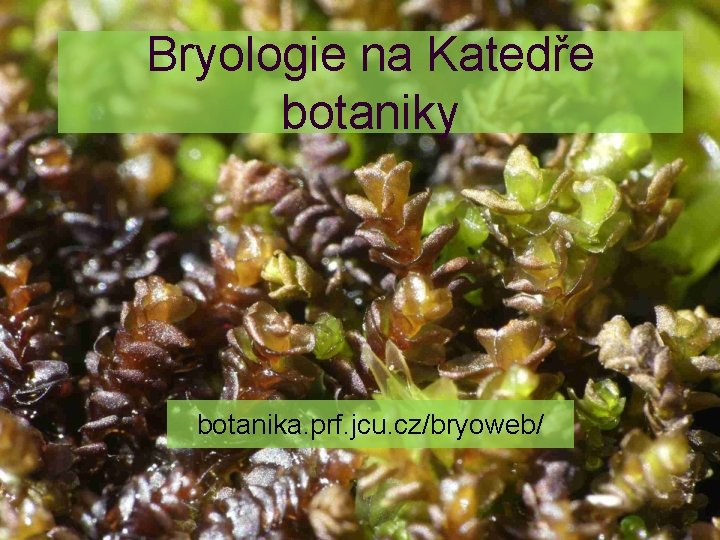 Bryologie na Katedře botaniky botanika. prf. jcu. cz/bryoweb/ 