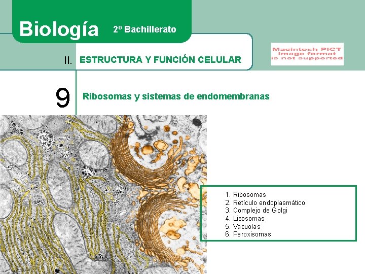 Biología 2º Bachillerato II. ESTRUCTURA Y FUNCIÓN CELULAR 9 Ribosomas y sistemas de endomembranas