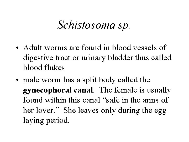 Schistosoma sp. • Adult worms are found in blood vessels of digestive tract or Schistosoma sp. • Adult worms are found in blood vessels of digestive tract or