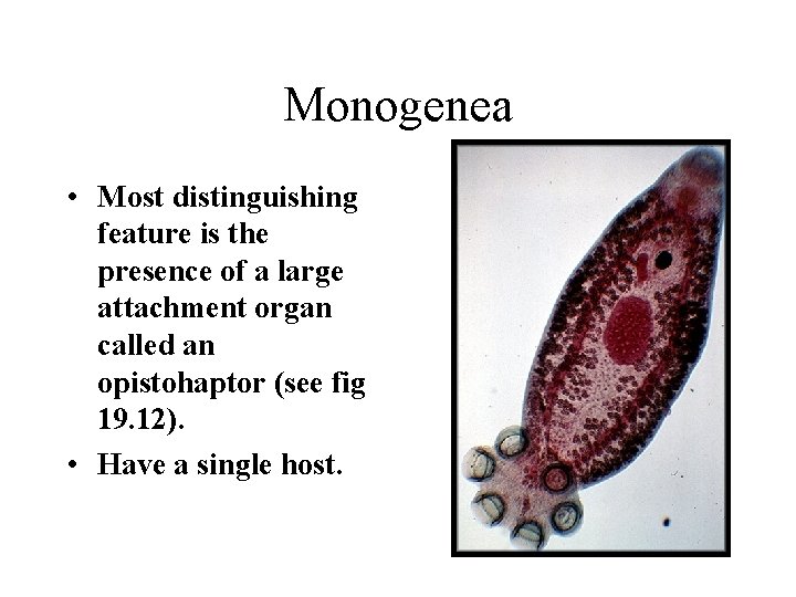 Monogenea • Most distinguishing feature is the presence of a large attachment organ called Monogenea • Most distinguishing feature is the presence of a large attachment organ called